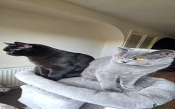 British Shorthair cats for sale: Storm and Cosmo  - Image 3