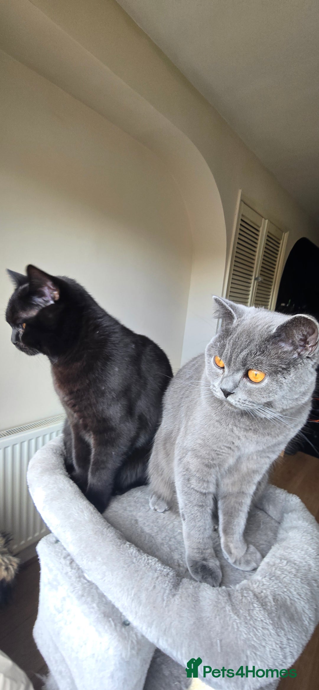 British Shorthair cats for sale: Storm and Cosmo  - Image 3