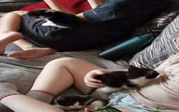 Mixed Breed cats for sale: Adorable black and white kittens - Image 2