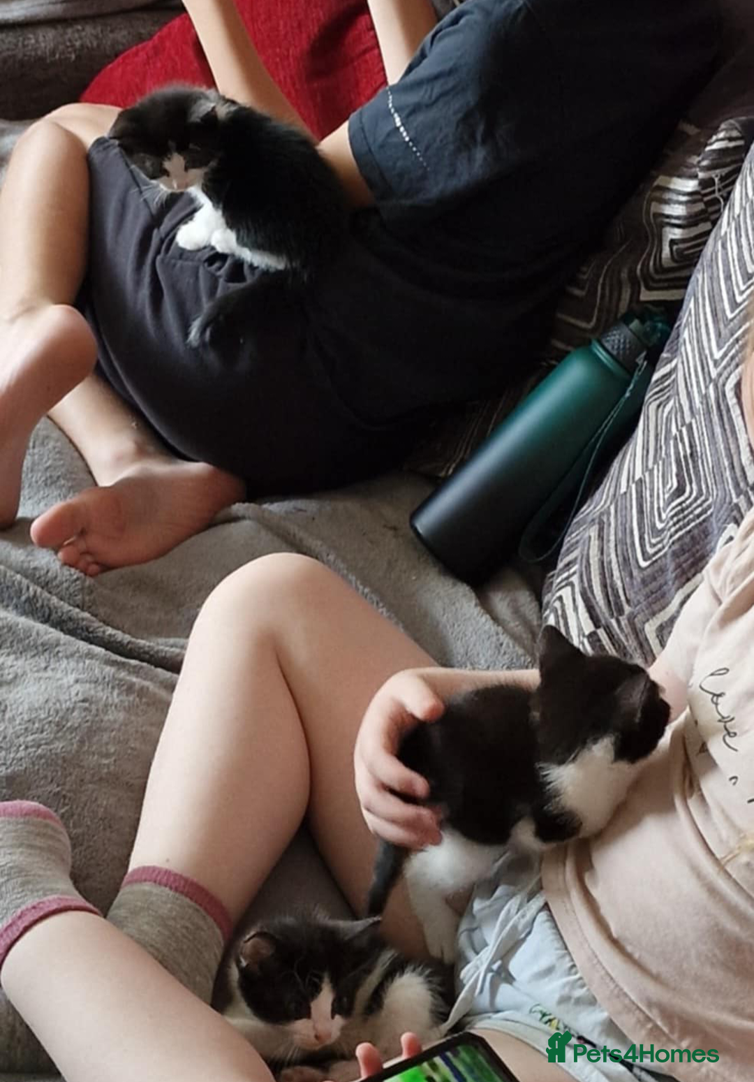 Mixed Breed cats for sale: Adorable black and white kittens - Image 2