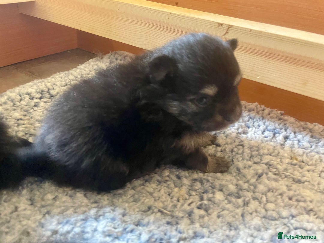 Pomeranian dogs for sale: Lovely boy pup available to good home only - Image 5