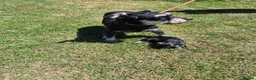 Miniature Schnauzer dogs for sale: KC Registered Health Tested Miniature Schnauzers - Advert 15