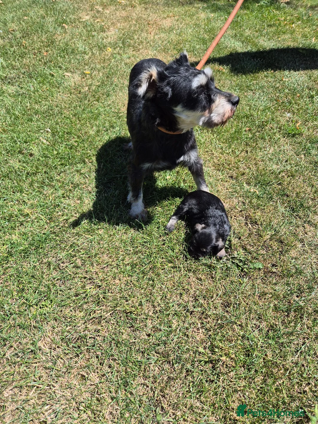 Miniature Schnauzer dogs for sale: KC Registered Health Tested Miniature Schnauzers - Advert 15