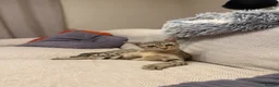 Savannah cats for sale: Special F2 Savannah Girl Seeking Forever Love ❤ - Advert 12
