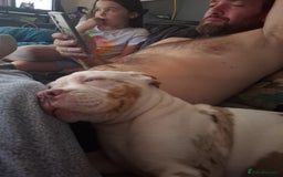 American Bulldog dogs for sale: Male American bulldog x  - Image 2