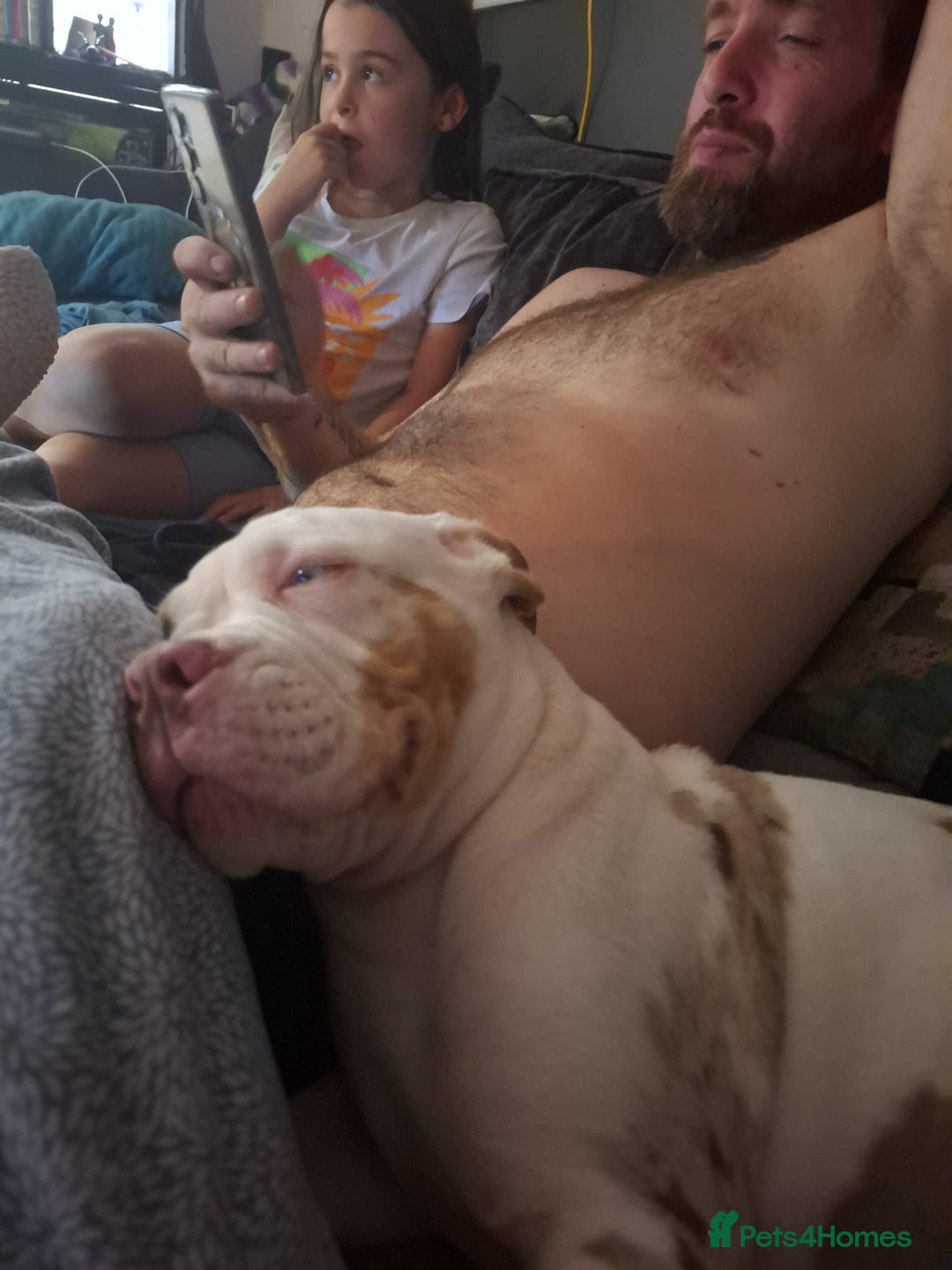 American Bulldog dogs for sale: Male American bulldog x  - Image 2