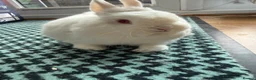 Netherland Dwarf rabbits for sale: White Netherland Dwarf girl  in Lincoln - Advert 4