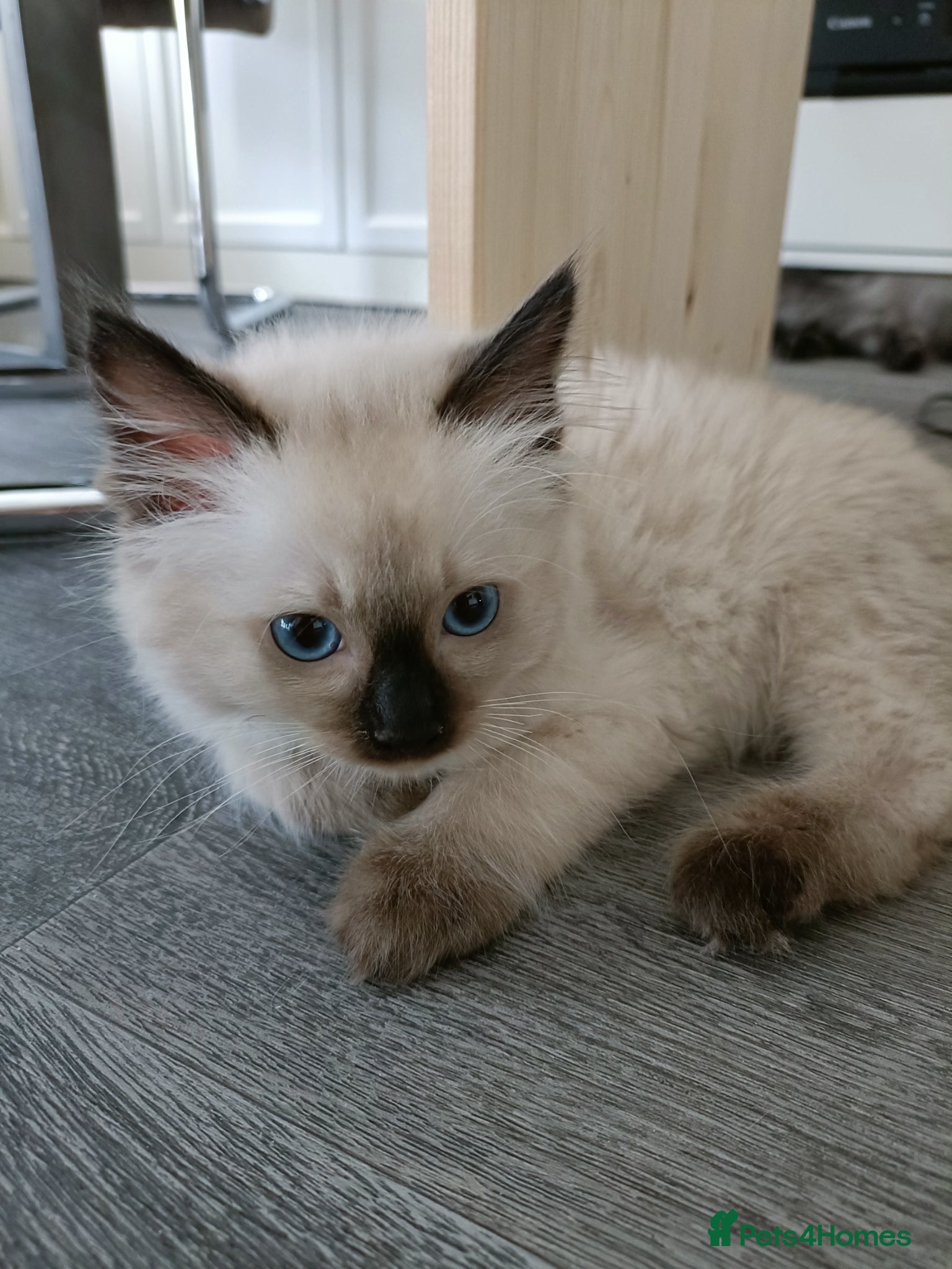 Ragdoll cats for sale: Just one boy left pure ragdoll 🐾 - Advert 3