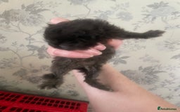 Persian cats for sale: Gorgeous Black Persian Kittens – GCCF Registered  - Image 7