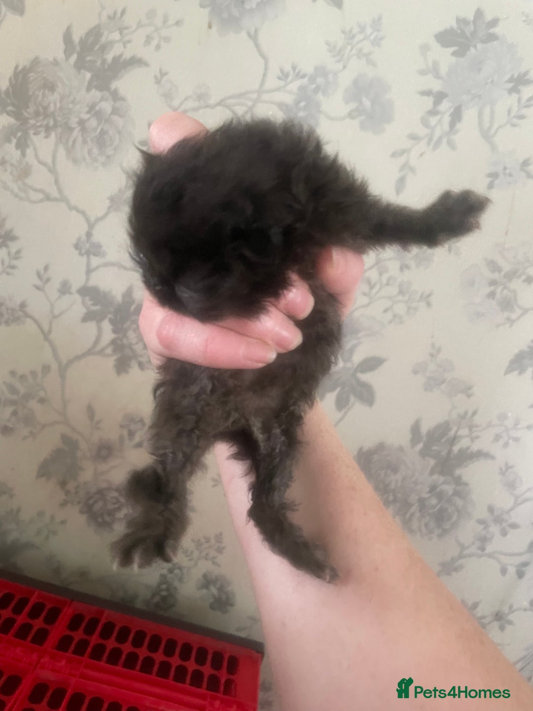 Persian cats for sale: Gorgeous Black Persian Kittens – GCCF Registered  - Image 7