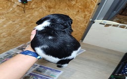 English Springer Spaniel dogs for sale: Working bred KC English Springer Spaniels puppies  - Image 39
