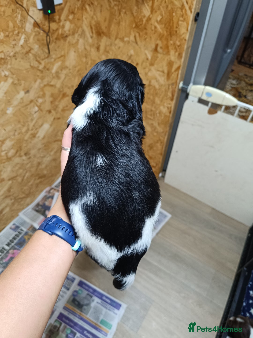 English Springer Spaniel dogs for sale: Working bred KC English Springer Spaniels puppies  - Image 39
