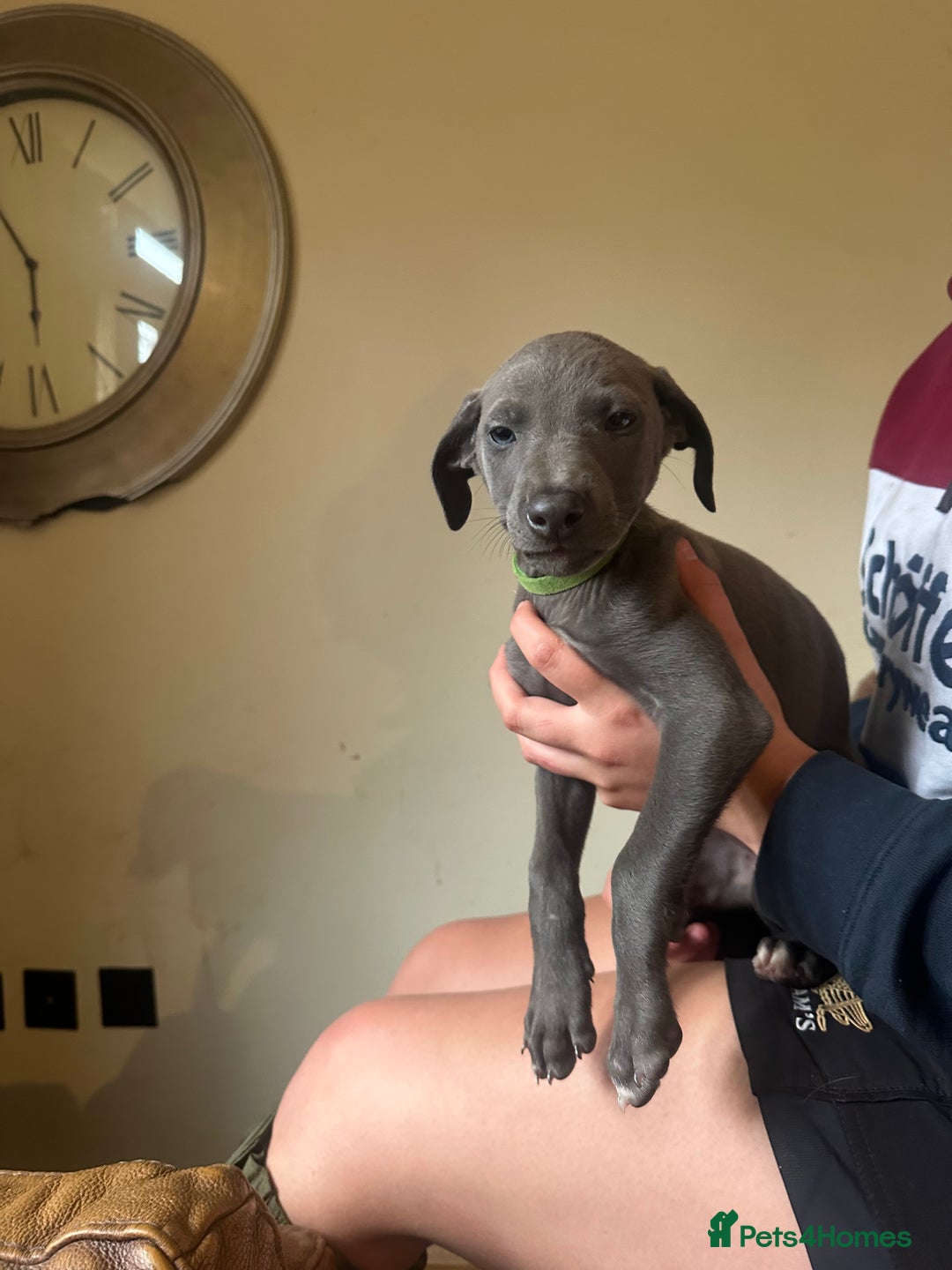 Lurcher dogs for sale: Lurcher pups  - Image 5