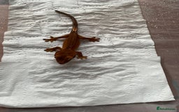 Gecko reptiles for sale: 5 baby crested geckos for sale various morphs - Image 5