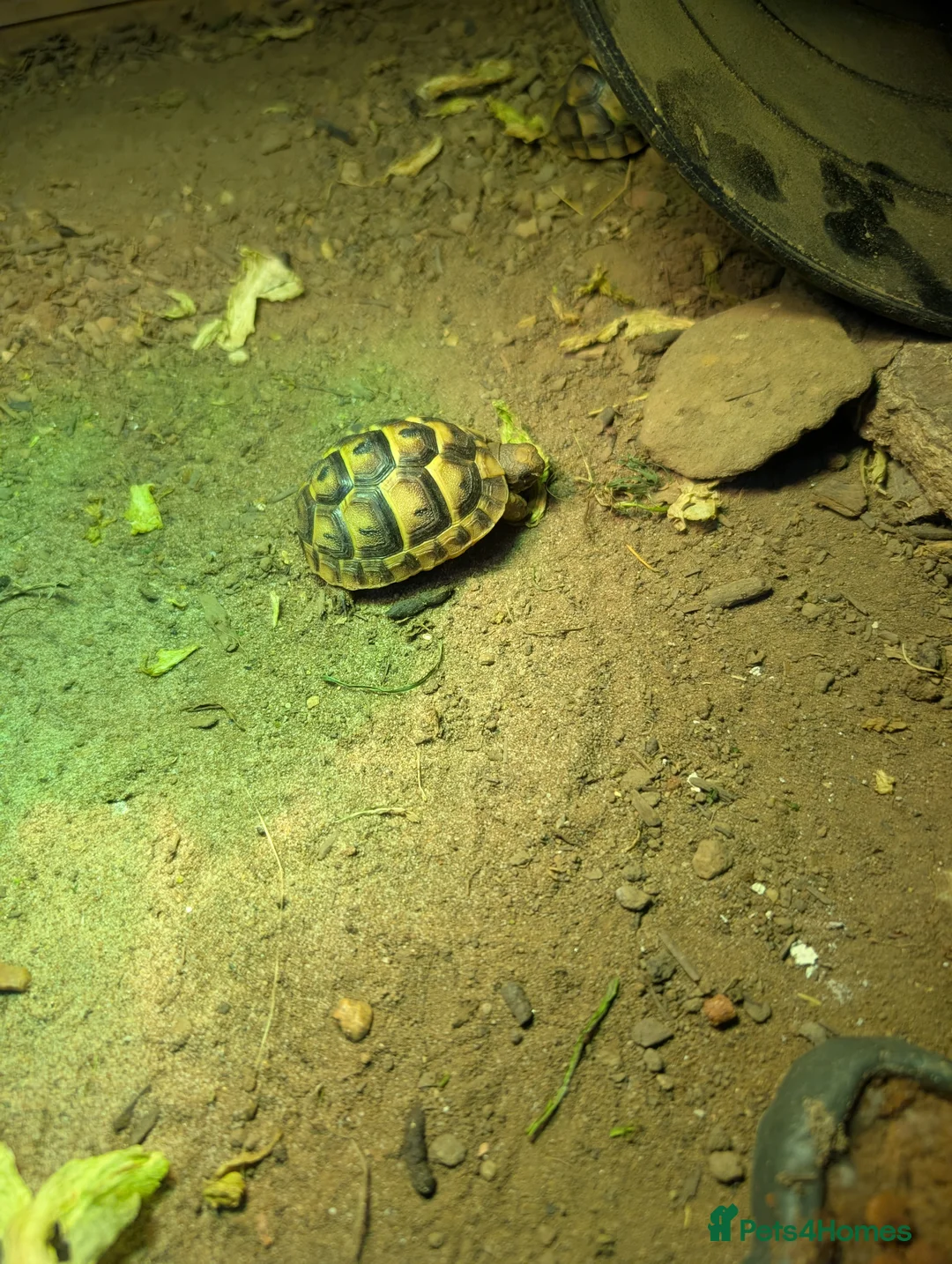 Tortoise reptiles for sale: Baby Tortoise 2025 Hatched  - Advert 10