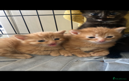 Maine Coon cats for sale: Maine coon x - Image 25