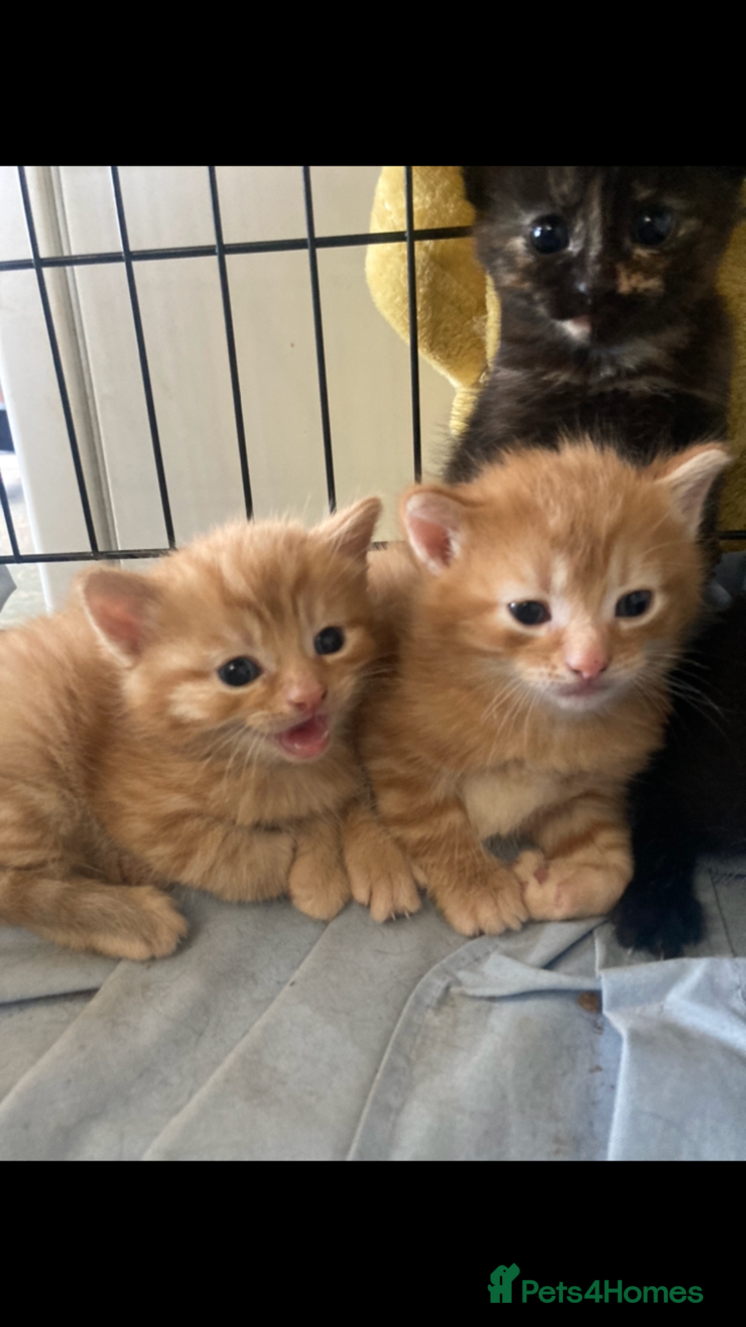 Maine Coon cats for sale: Maine coon x - Image 25