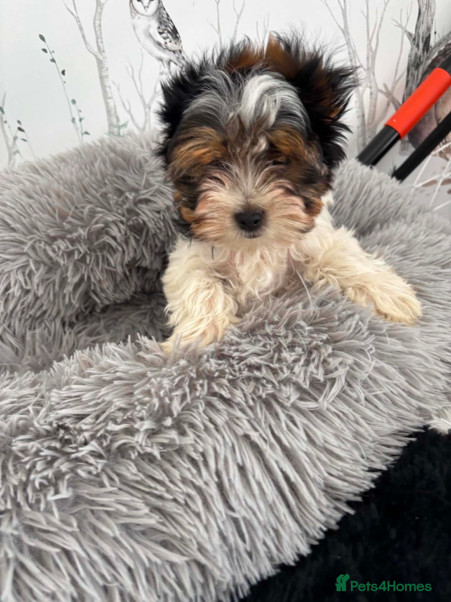 Yorkshire Terrier dogs ❤️ Beautiful Yorkshire Terrier Biewer ❤️  - Advert 1