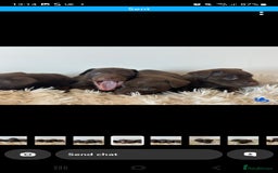 Patterdale Terrier dogs for sale: Patterdale terriers - Image 5