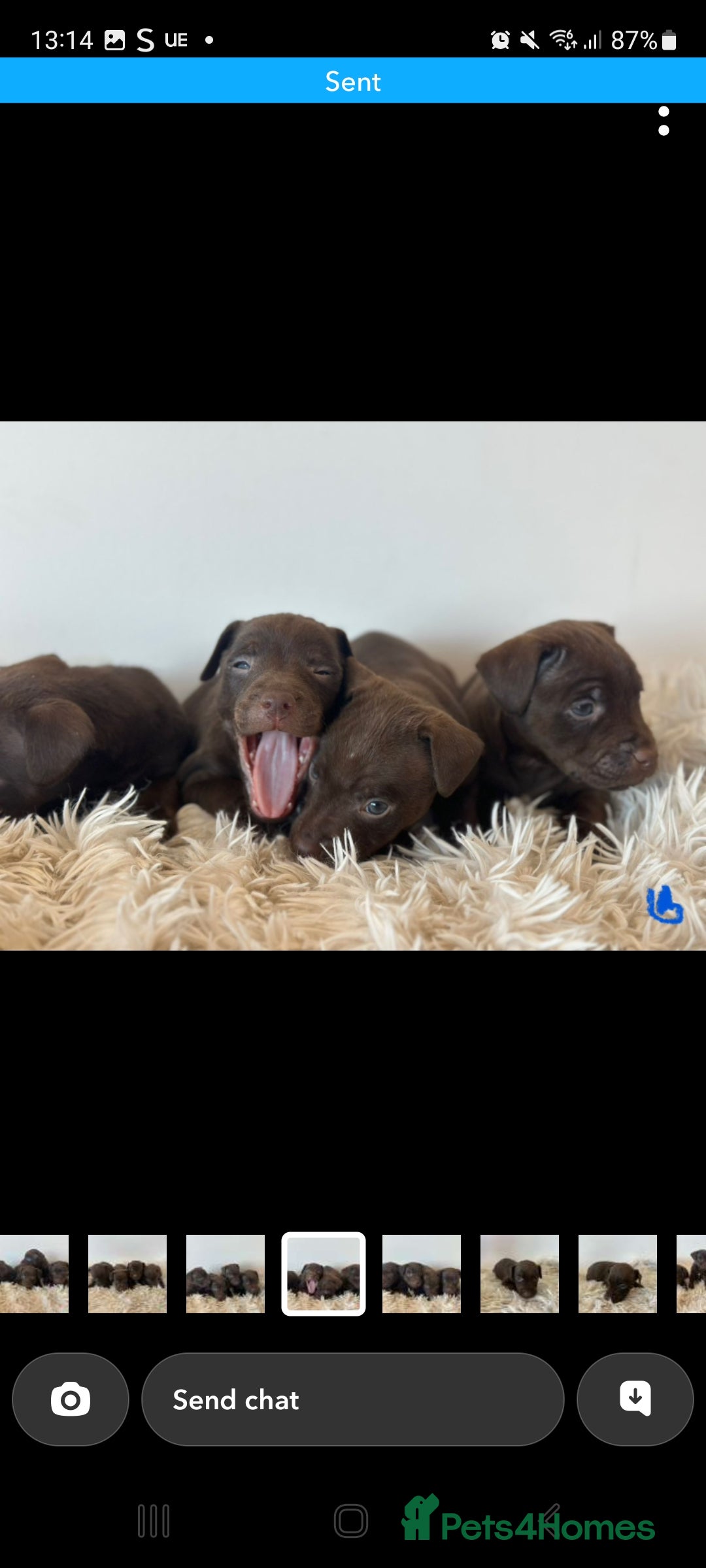 Patterdale Terrier dogs for sale: Patterdale terriers - Image 5