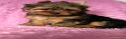 Yorkshire Terrier dogs for sale: Beautiful Yorkshire terrier pups🩵🩷 - Advert 17