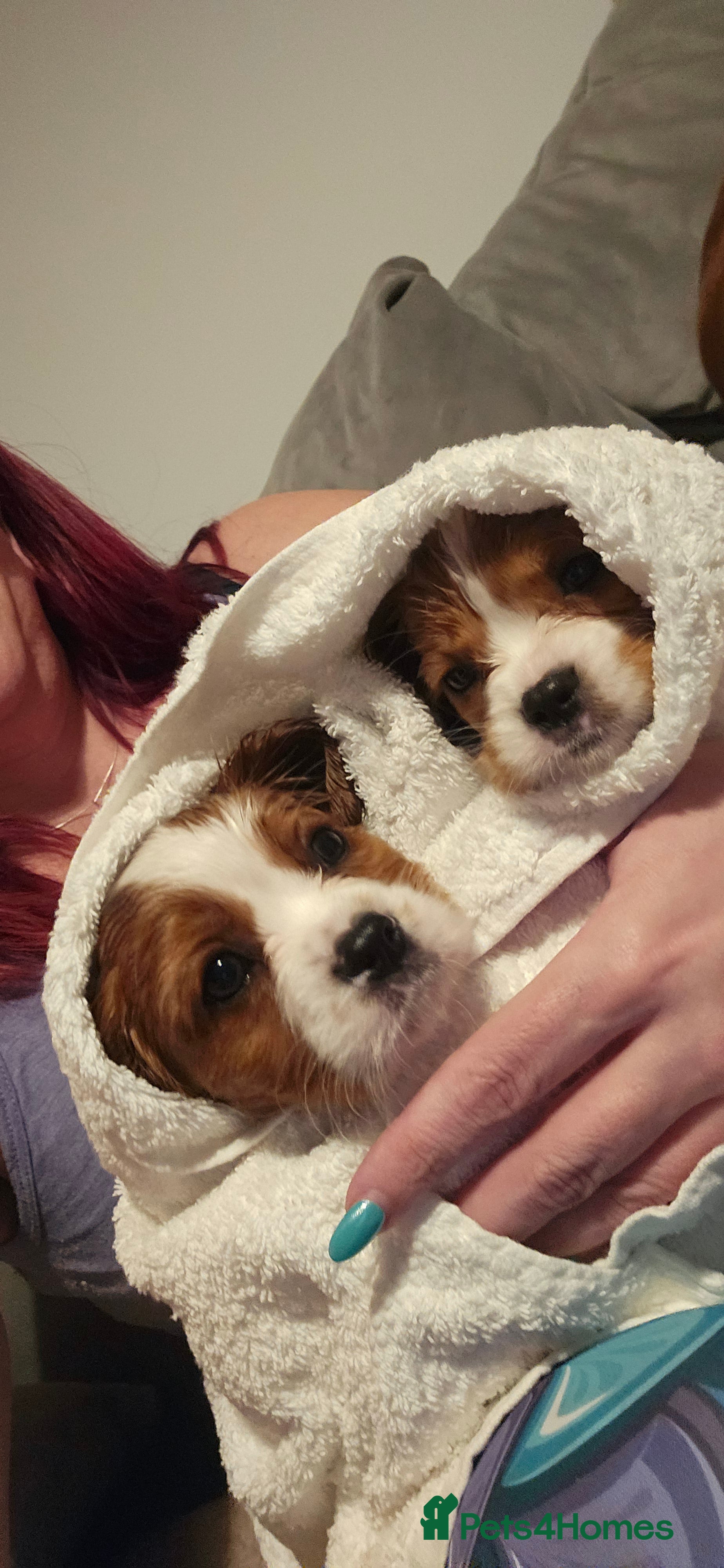 Cavalier King Charles Spaniel dogs Beautiful Blenheim puppies - Advert 2