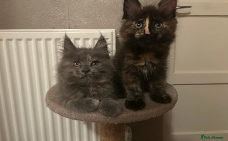 Maine Coon cats - Advert 1