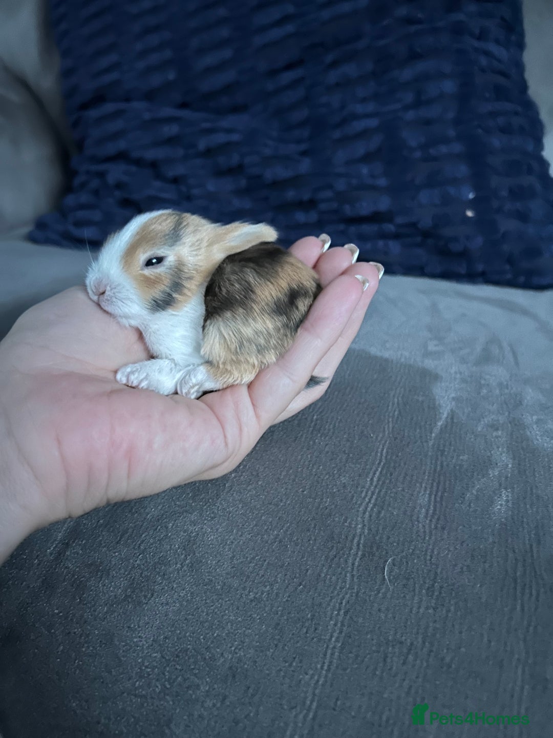 Tri Coloured Dutch rabbits for sale: Tricoloured Dutch Rabbits - Image 4