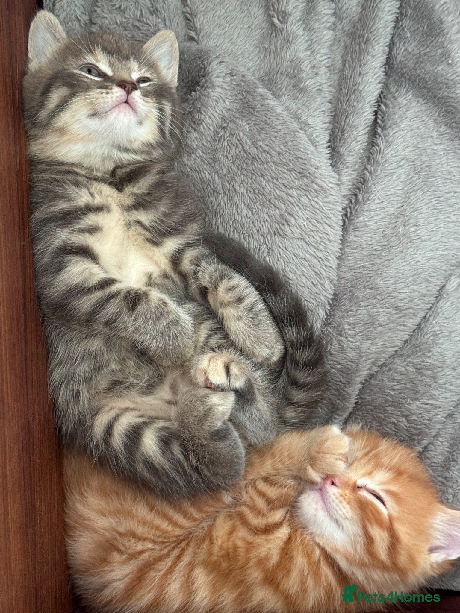 Mixed Breed cats for sale: Gorgeous fluffy affectionate kittens  in Cirencester - Advert 14