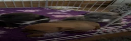 Staffordshire Bull Terrier dogs for sale: Exceptional litter of Staffie puppies - Advert 14