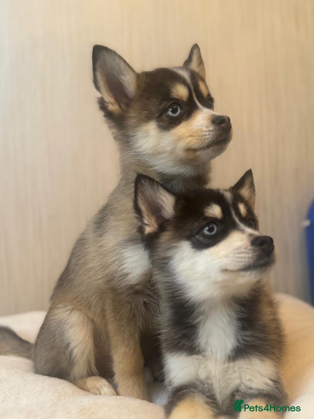 Pomsky dogs for sale: 2 Boys leftStunning Blue eyed F4 Pomsky pups - Advert 1