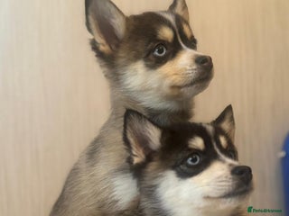 Pomsky dogs 2 Boys leftStunning Blue eyed F4 Pomsky pups - Advert 6