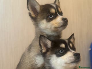 Pomsky dogs 2 Boys leftStunning Blue eyed F4 Pomsky pups - Advert 13