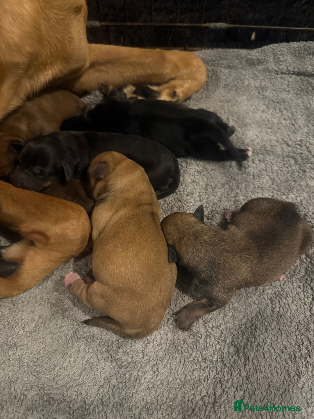 Mixed Breed dogs for sale: Rottweiler cross saluki puppies  - Image 28