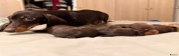 Miniature Dachshund dogs for sale: Alice 💖 & Arthur 💙 - Advert 10