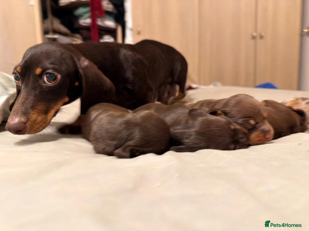 Miniature Dachshund dogs for sale: Alice 💖 & Arthur 💙 - Advert 10