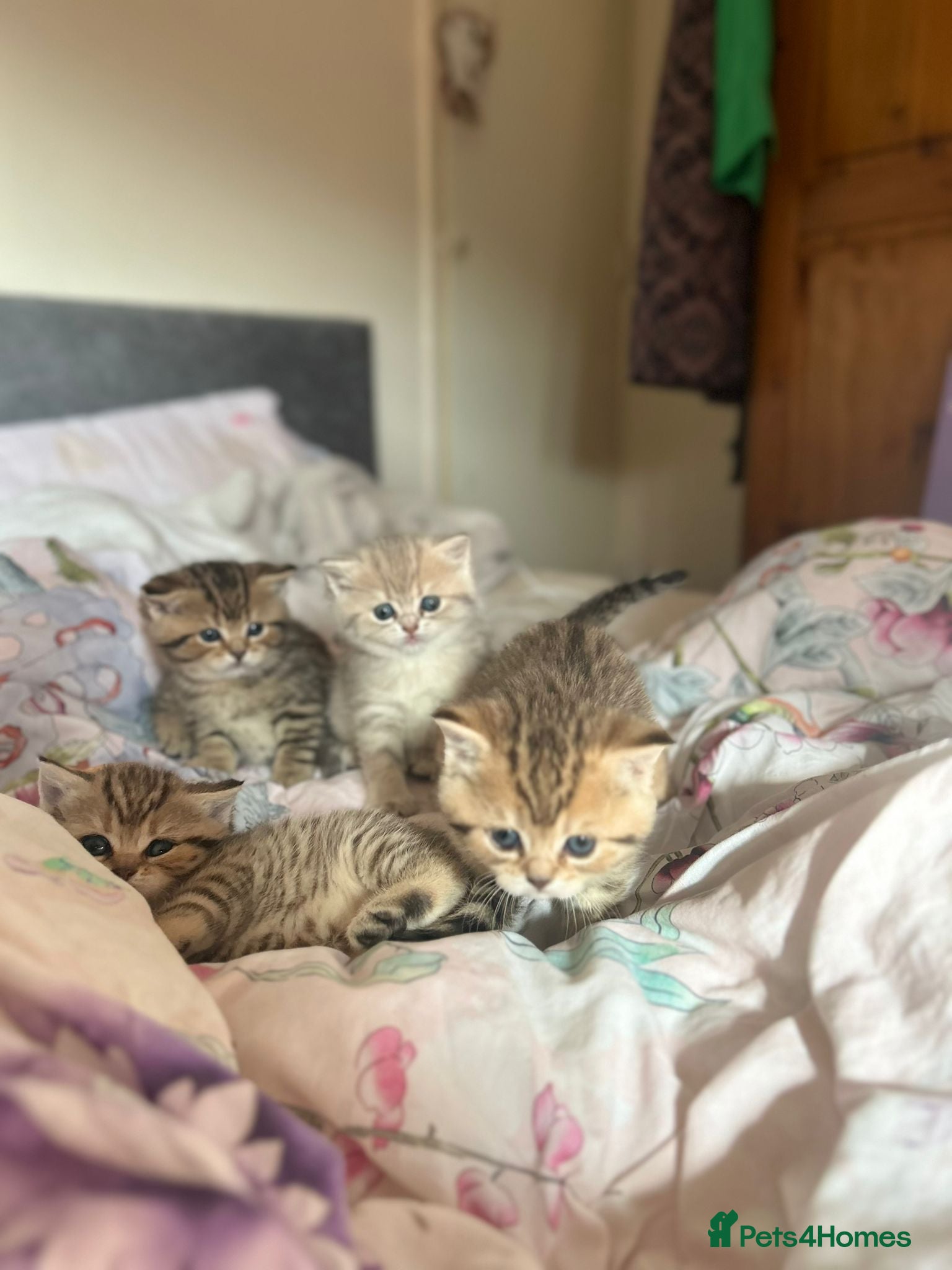 British Shorthair cats British Shorthair Black Golden Spotted Tabby 🐱🐱 - Advert 1