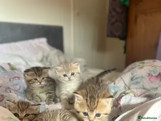 British Shorthair cats British Shorthair Black Golden Spotted Tabby 🐱🐱 - Advert 2