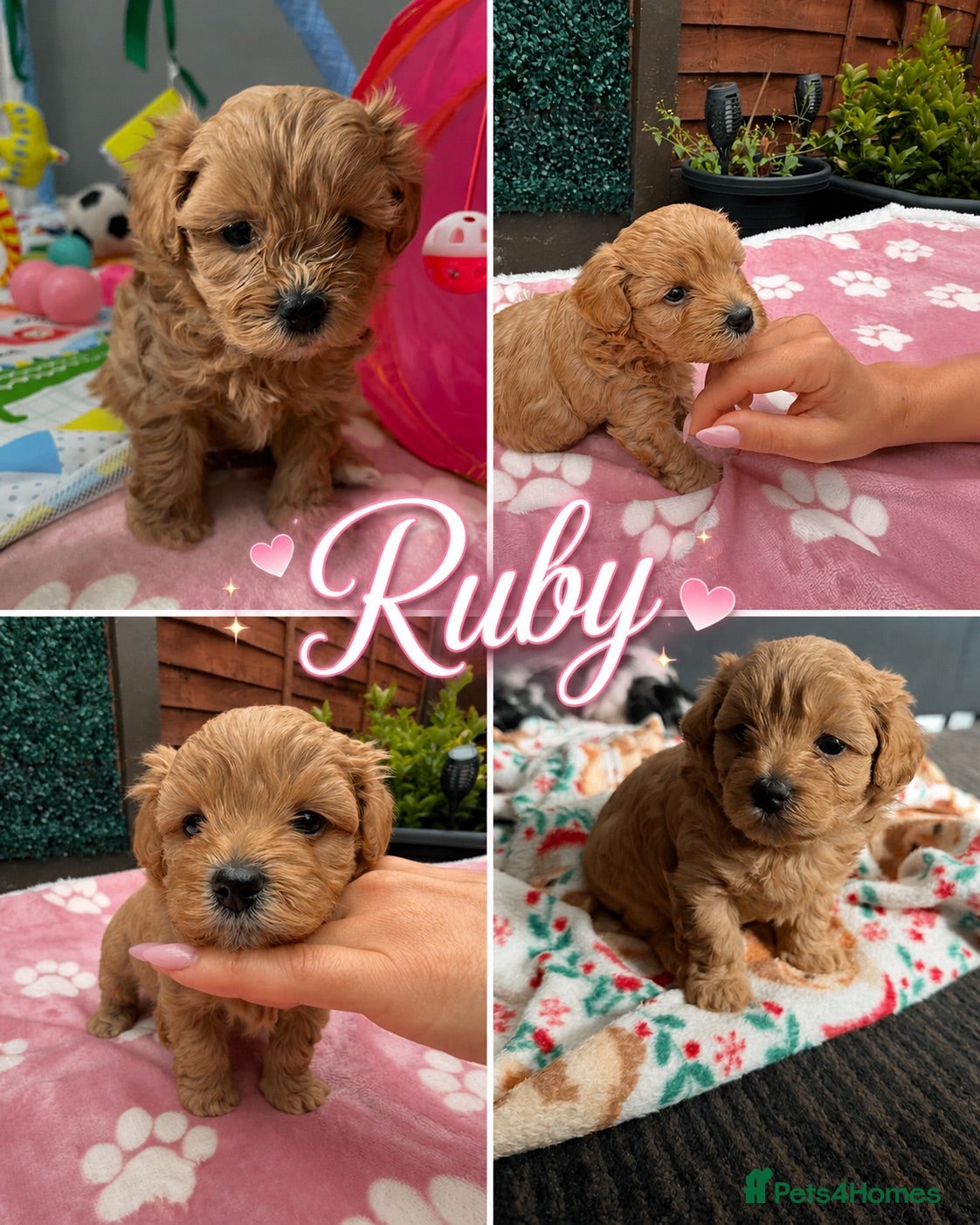 Maltipoo dogs 🐾💕 ADORABLE MALTIPOO XS  💕🐾 - Advert 1