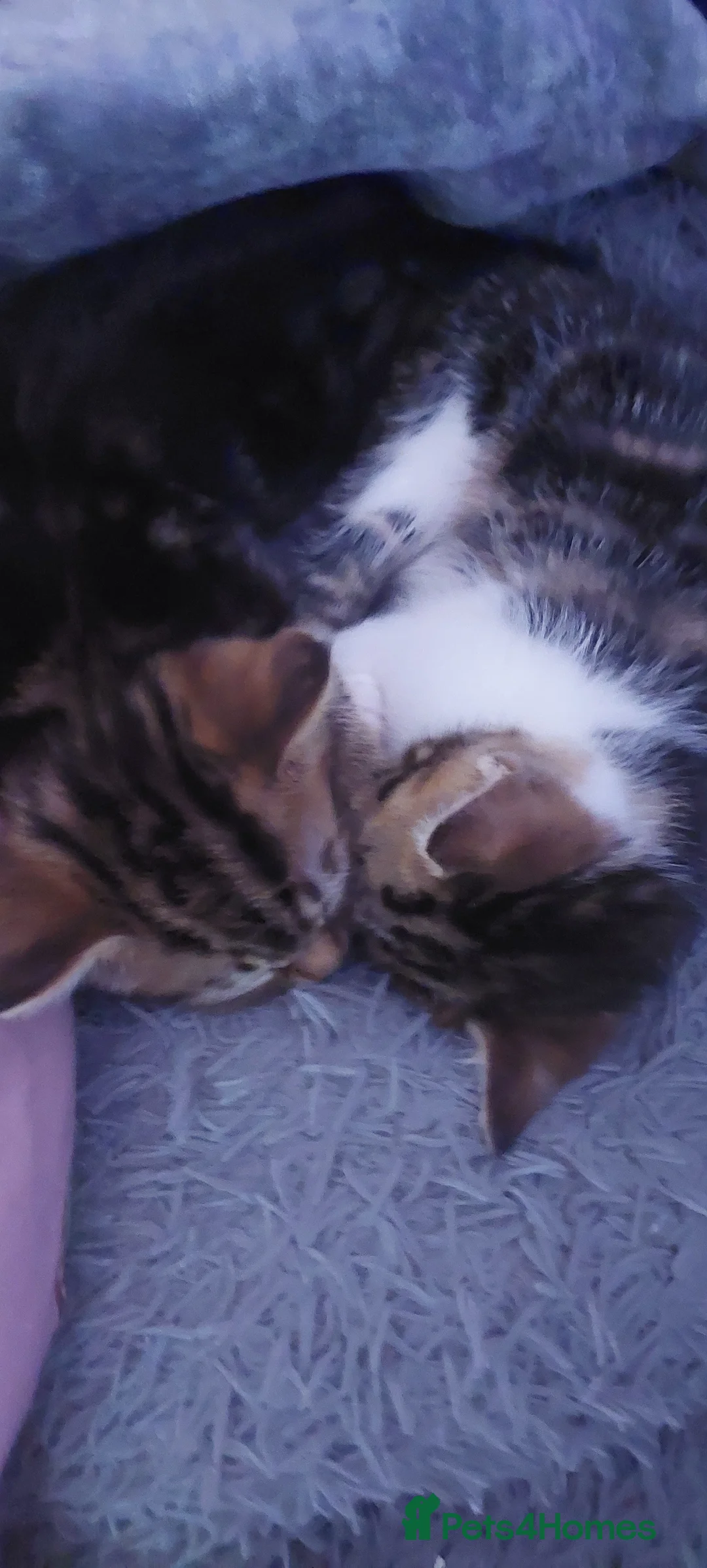 British Shorthair cats for sale: Kittens for sale - Advert 5