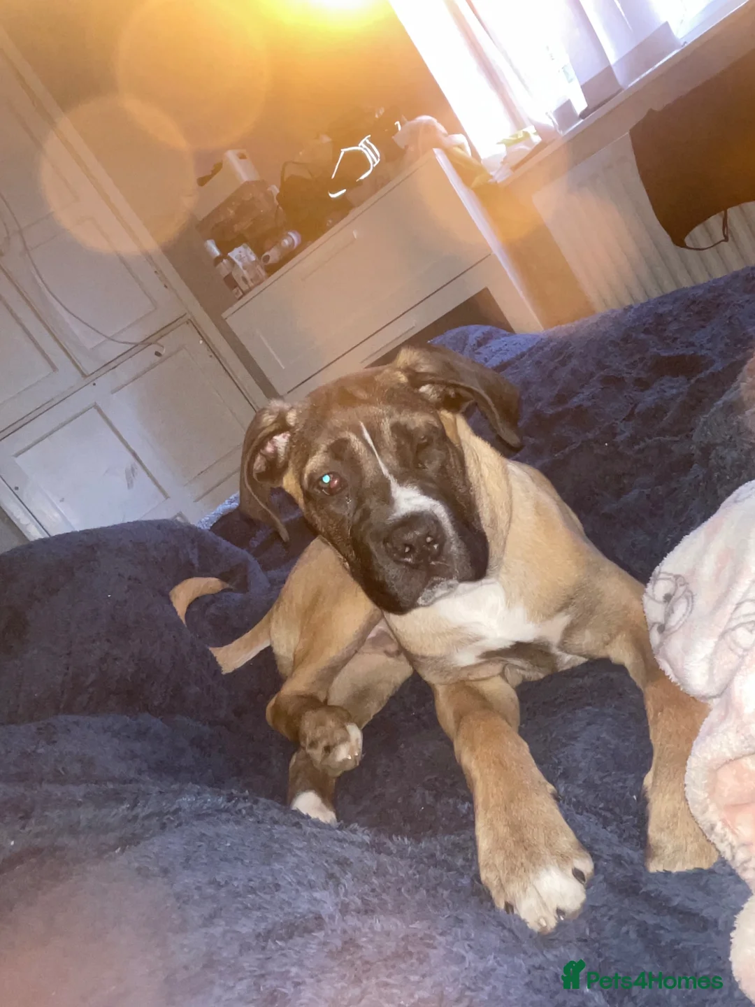 Cane Corso dogs for sale: Zeus Cane corso puppy - Advert 4