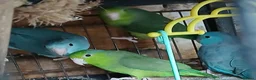 Mixed Breed birds for sale: Parrotlets Celestial  Parrotlets  - Advert 19