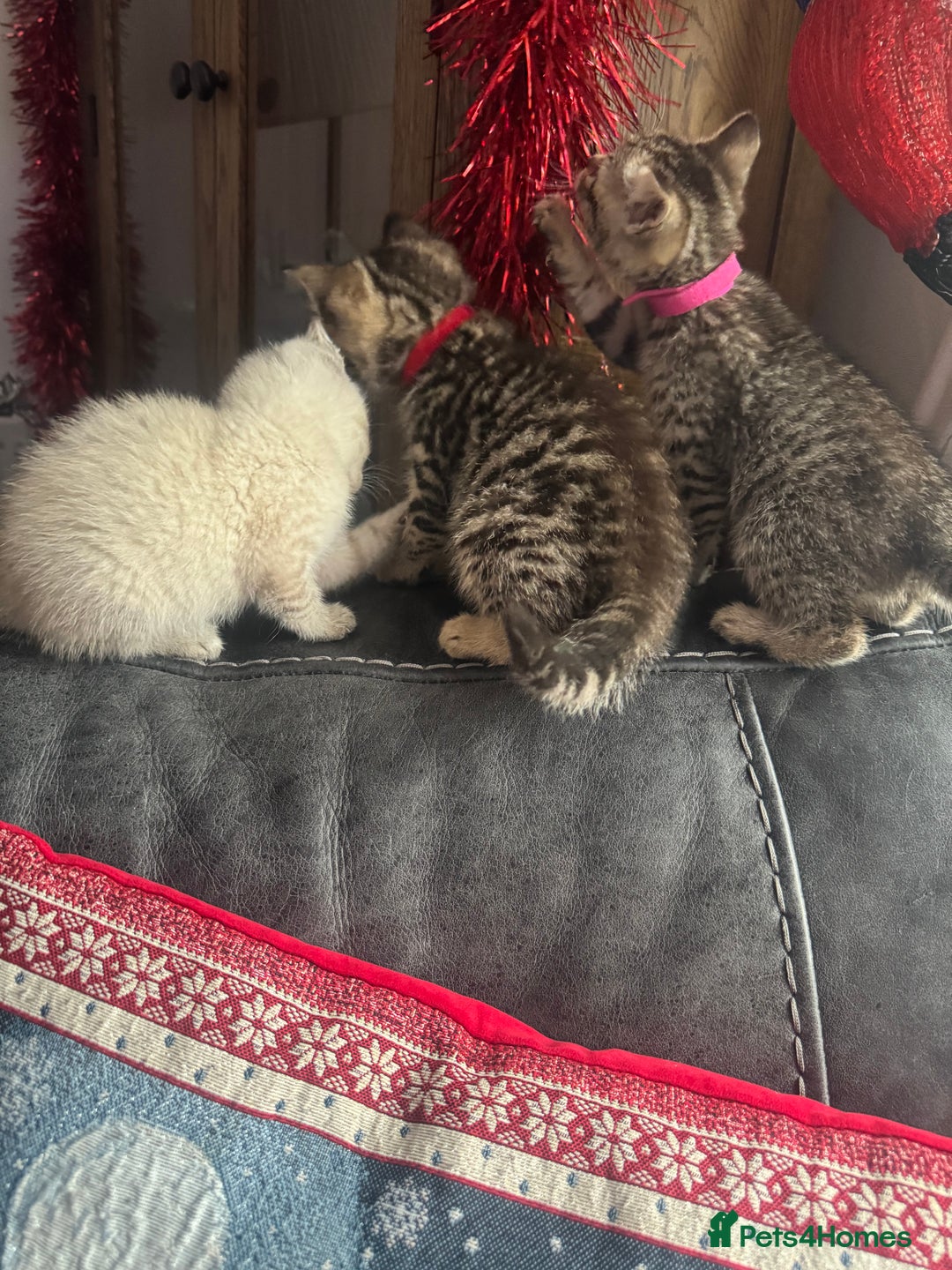 Mixed Breed cats for sale: Kittens needing loving homes  - Advert 9