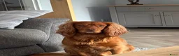 Cocker Spaniel dogs for stud: PROVEN KC RED COCKER SPANIEL 🧬⭐️ - Advert 6