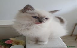 Ragdoll cats for sale: Gccf active female ragdoll with paperwork  - Image 1
