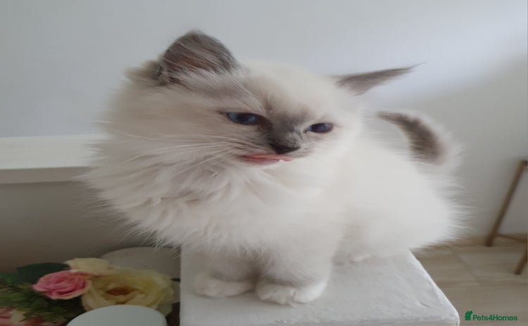 Ragdoll cats - Advert 5