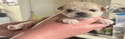 Mixed Breed dogs for sale: 6 beautiful puppies looking for forever homes  - Advert 3