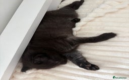 British Longhair cats for sale: Beautiful kittens for sale - Image 5