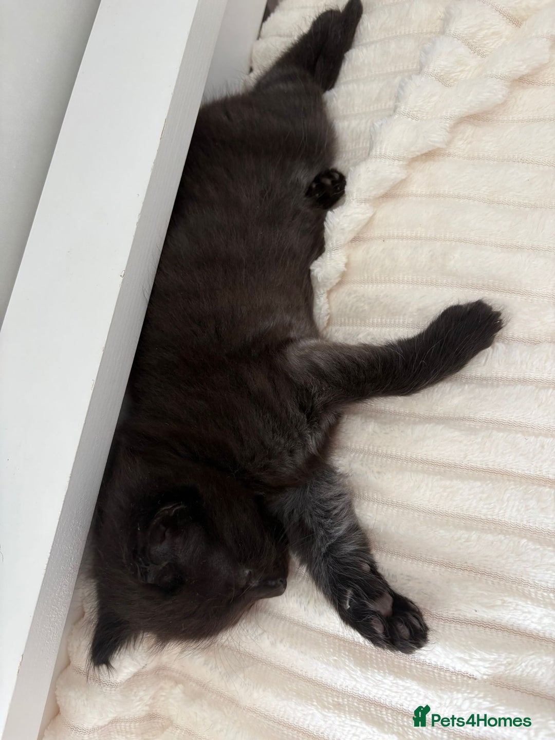 British Longhair cats for sale: Beautiful kittens for sale - Image 5