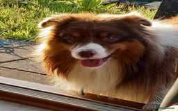Mixed Breed dogs for sale: Border Collie x Australian Shepherd - Image 12